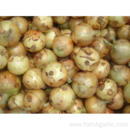 Sizes 5.0-7.0cm Fresh Yellow Onion